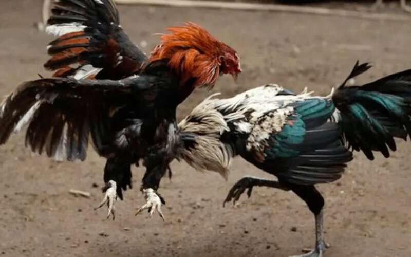 chien-thuat-chon-chien-ke-khi-choi-da-ga-long-mm99